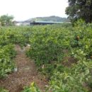 하례1리 이미지