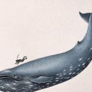 기네스북 세운 흰긴수염고래.. 이미지