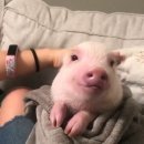 내가 돼지라니 이미지