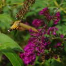 홍사초롱 이미지