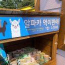 앵무새 | 내돈내산 제주 화조원 방문 후기 - 알파카, 앵무새 먹이주기 체험, 독수리 사냥 공연