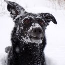 예가애견 이미지