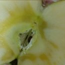 [2인맞벌]사과.사과.꿀사과... 만족하는 구매란.. 이미지