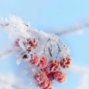[다이음] 느림의 미학 차와의 만남 | 버스 여행으로 본 시골 풍경 이야기