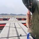 무기수산 좌대 낚시터 | 당진 도비도항 무기수산자연산좌대 낚시, 총정리! 강력 추천