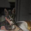 동물병원 비헤이브 이미지