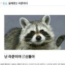 중랑천 너구리 출몰 직접 본 야생 너구리 후기 광견병 서울 야생동물 주의 중랑천 산책로 도심
