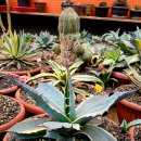 씨-스타 이미지