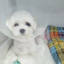 권앤정 동물외과병원 이미지