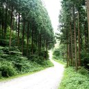 피톤치드 이미지