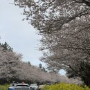 가시리 | 제주 가시리 유채꽃길 4월 실시간 벚꽃 만개 후기