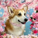 놀다가개유치원 이미지