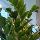 카페어달 이미지