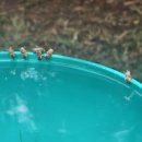 꿀벌주유소 이미지