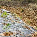 예곡농장 이미지