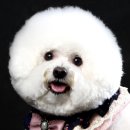 소풍 | 나의 개저씨 단골 애견미용실 화곡본동 강아지 소풍 후기