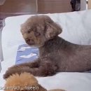 착한강아지
