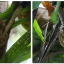 제주보홀 이미지