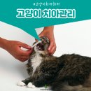 튼튼동물치과병원 이미지