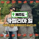 카멜리아힐 | 제주도 여행코스 ｜ 제주도 카멜리아힐 후기 &amp; 인생샷 명소