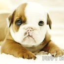 코리아 퍼피 이미지