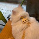 미리내동물병원 이미지