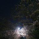 계룡산동학사노래연습장 | 공주 계룡산 동학사 벚꽃축제 실시간 풍경 먹거리 저녁 벚꽃나들이