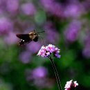 연천 댑싸리 단풍 풍경 이미지