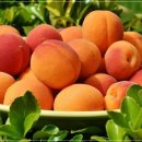 응성농장 | 살구나무 묘목 전에 심었답니다