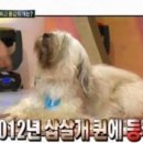 개 최고 이미지