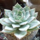 블루스톤 이미지