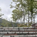 나무애견유치원 이미지