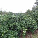 상예동-2 이미지