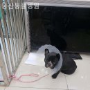 동산동물병원 이미지