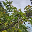 자연산 토종다래 담금주용 이미지