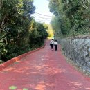 예술공원 주차장 공중화장실 | 거제도 공곶이 수선화 축제 주차장 정보, 화장실 위치, 주의사항, 수선화 개화 현황 (26.3.20 방문)