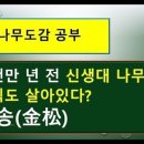 예쁜금송꽃