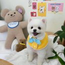 현애견미용실 네이버블로그