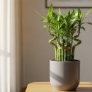 행운목 | 행운목 키우기 물주기 분갈이 가지치기 방법과 추천이유