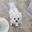 도화동물병원 | 애니멀커뮤니케이터 도화 아주아주 솔직한 내돈내산 후기 (일반 강아지 상담)