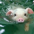 파라다이스호텔신관 이미지