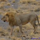 세렝게티 이미지