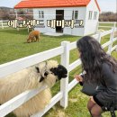 랜드파크 | 제주 에코랜드 테마파크 후기 기차 타고 즐긴 코스와 다그닥팜 먹이체험