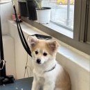 그루밍 멍 이미지