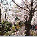 낙동강제방(2) 이미지