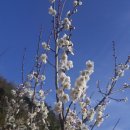 화수목 농원 이미지