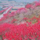 금산첨화