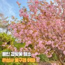 은성사 | 용인 은성사 겹벚꽃 지금 가야할 명소 가는법 산책로 데이트