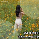 소유농원 | 양주시 옥정동 코스모스 만개 스팟 실시간 현황