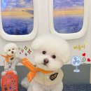 알로하펫 이미지